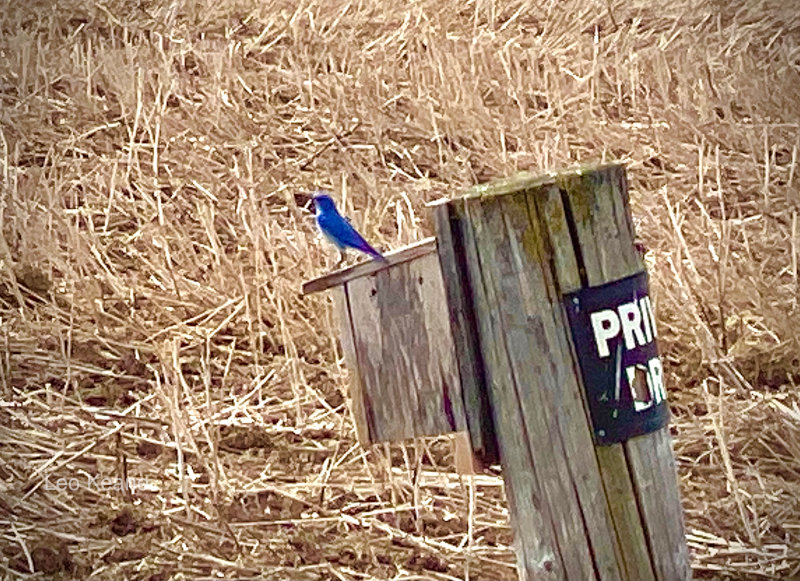 Bluebird in Montana
