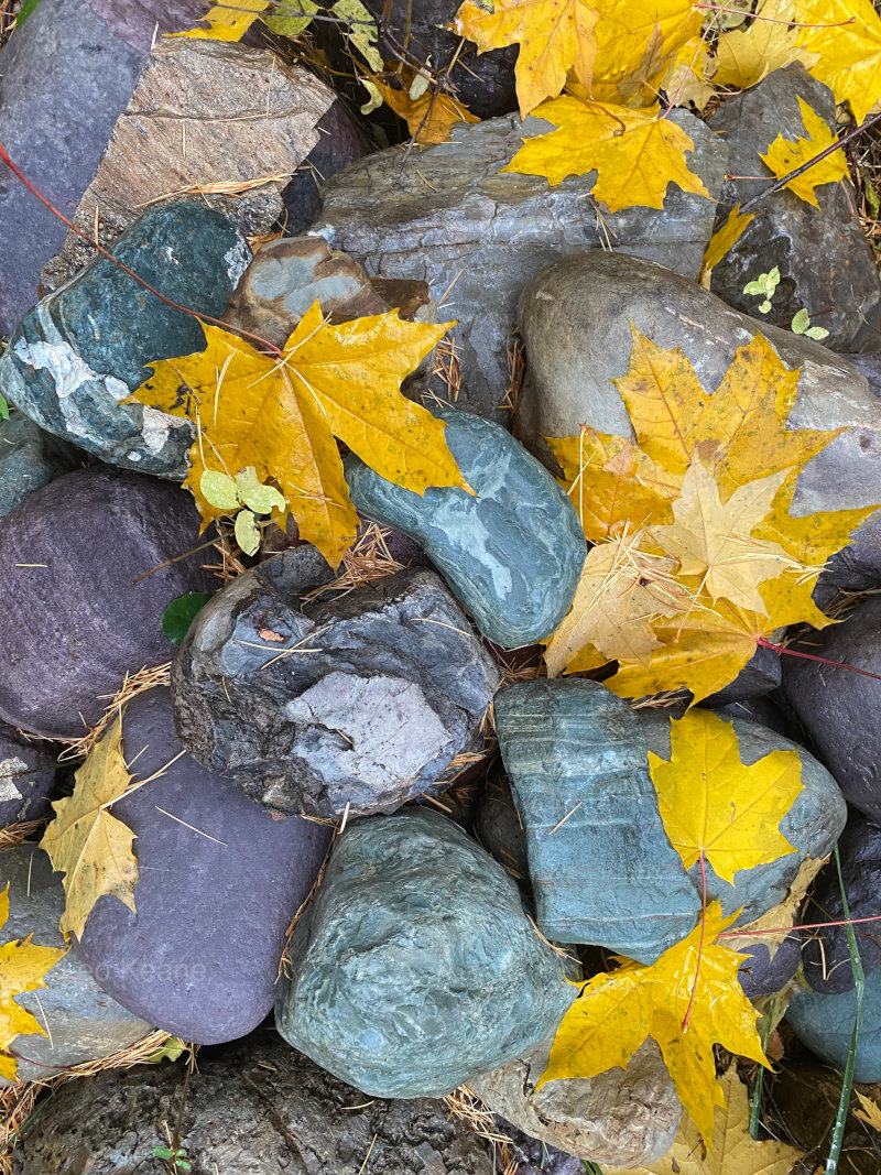 Gorgeous Maple leaves