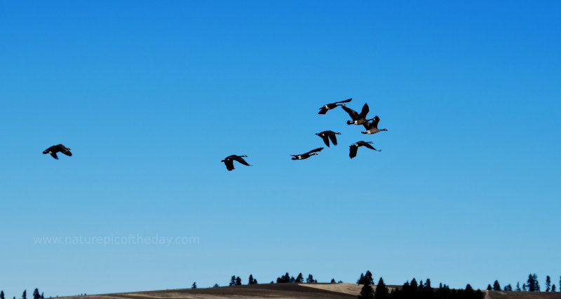 Canada Geese flying