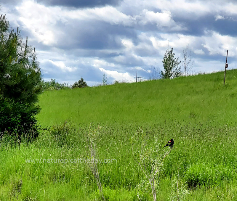 Red-winged Blackbird