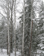 Birch in Winter