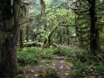 Hoh Rainforest, Washington State