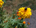 Bumble Bee on a marigold