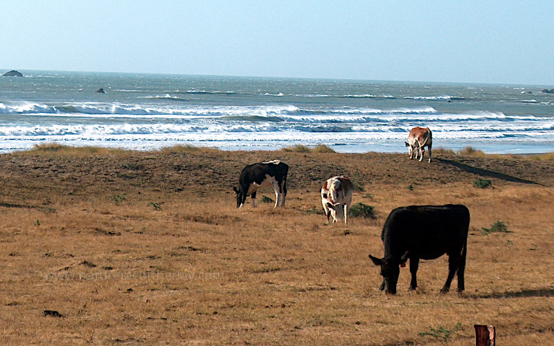 Cows on the beach!