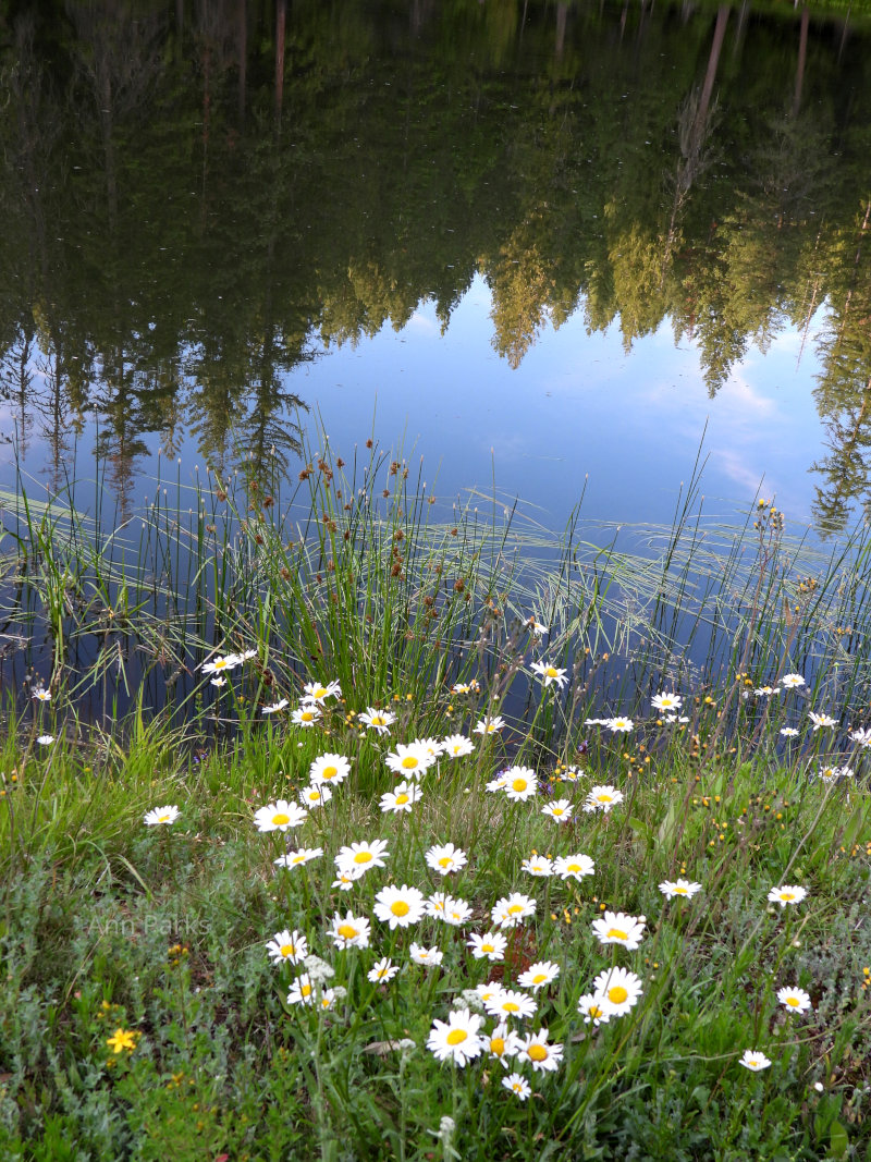 Pond and Daisies