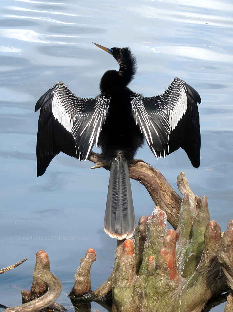 Anhinga bird near Lake Eola, Orlando, Florida