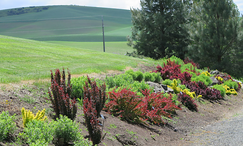 Bushes at the Arboretum