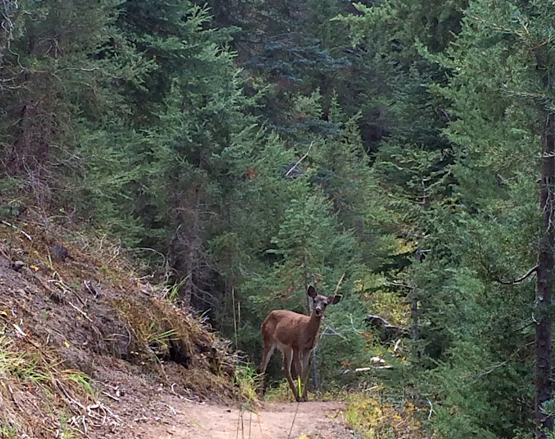 Female deer