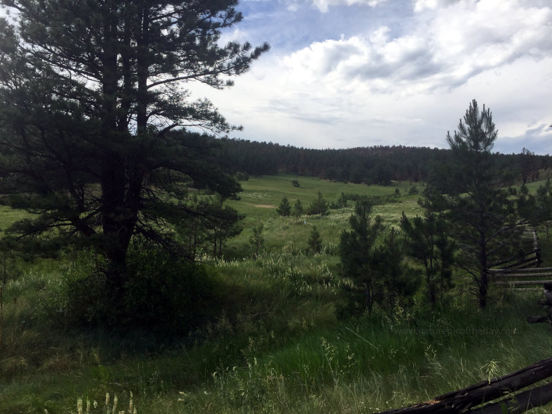 Meadow in Colorado