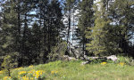 Circle of Pines