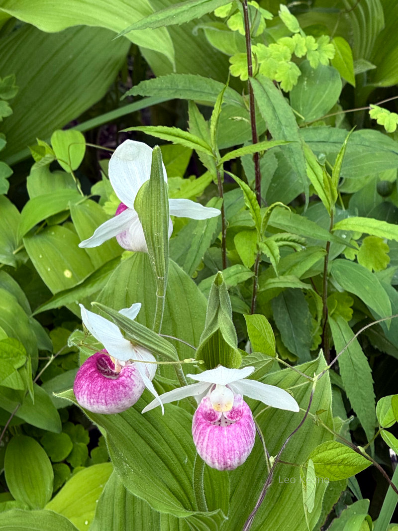Lady Slipper in Minnesota