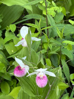 Lady Slipper in Minnesota