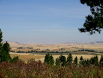 Wheat in Idaho