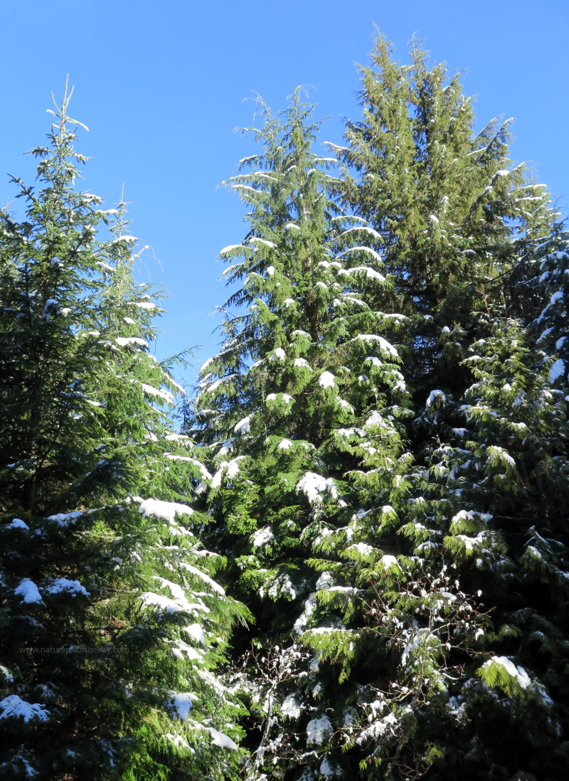 Snow on Trees