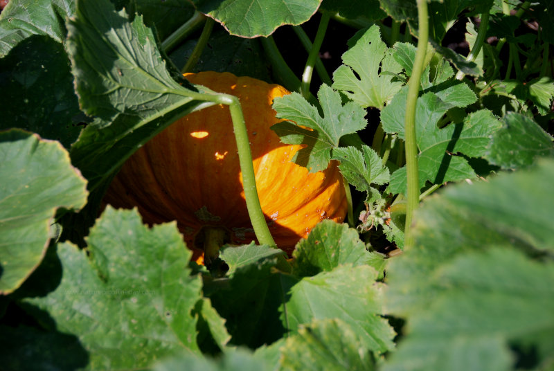 Pumpkin On The Vine
