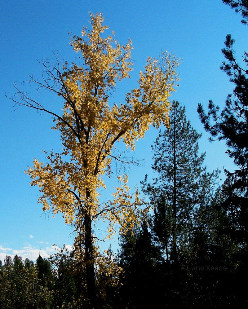 Golden aspen in Montana
