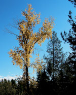 Golden aspen in Montana