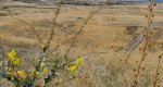 IN the deserts of the Evergreen State