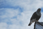 Field Hawk looking for Mice
