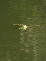 Bullfrog