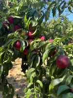Nectarines on the tree