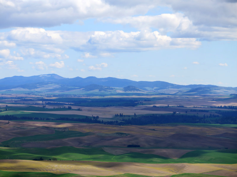 Palouse farm land