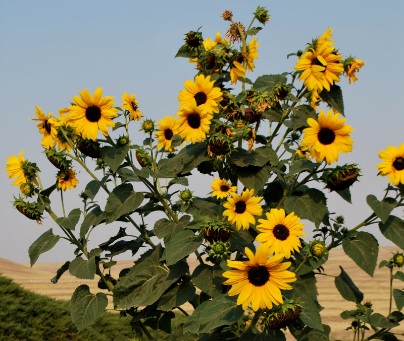 Sunflower