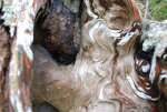 Root Wad