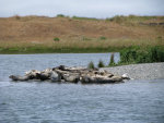 Harbor Seals in Oregon