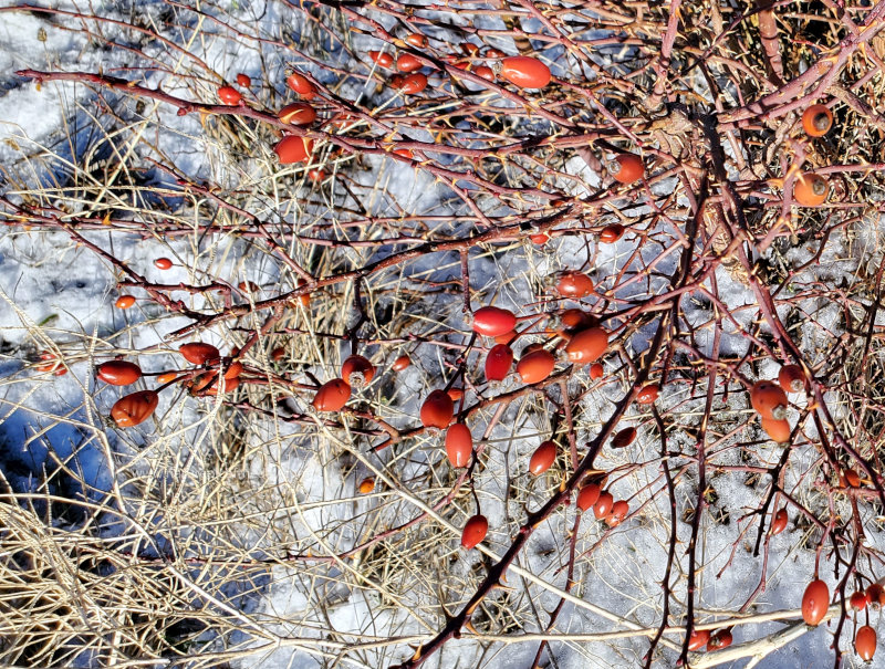 Rose hips in the snow