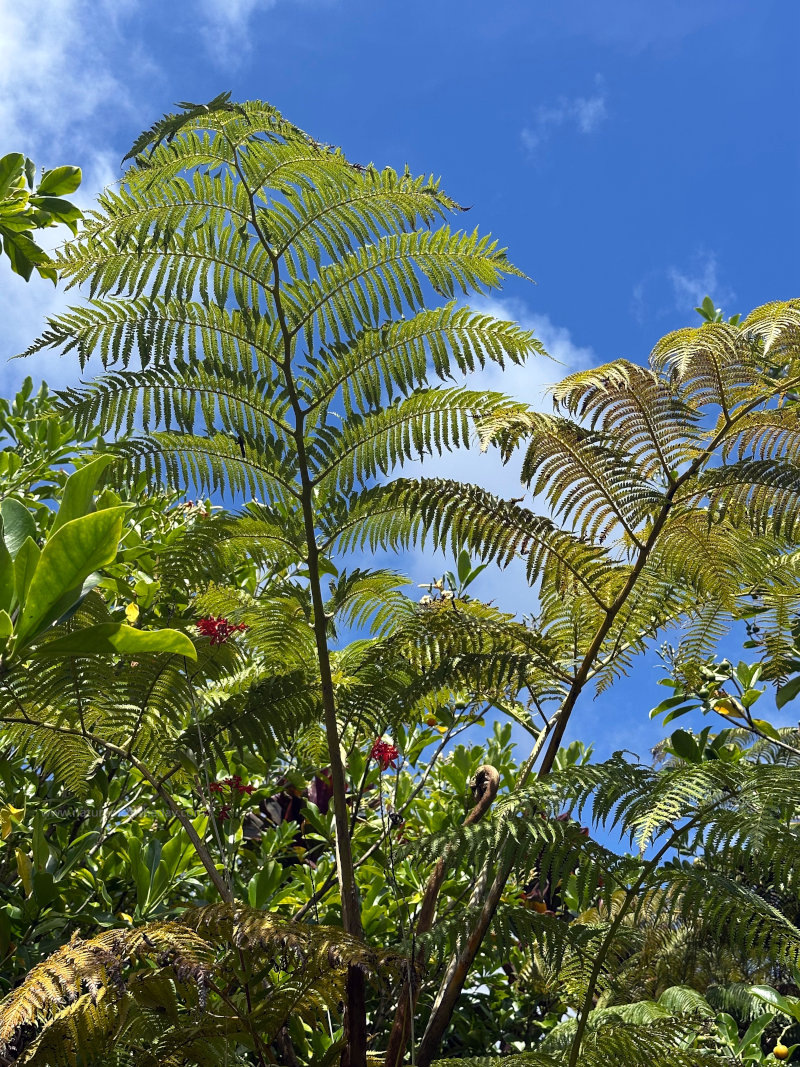 Ferns in Hawaii