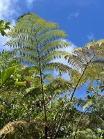 Ferns in Hawaii