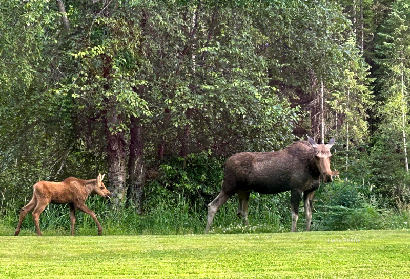 Montana Moose