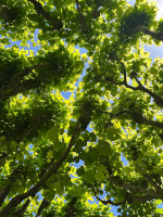 Lights and Geren leaves