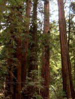 Redwoods in Muir Woods