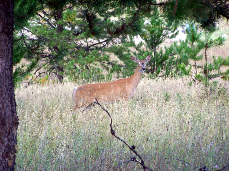 Mule deer doe