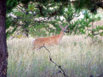 Mule deer doe