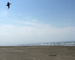 Shark Kite