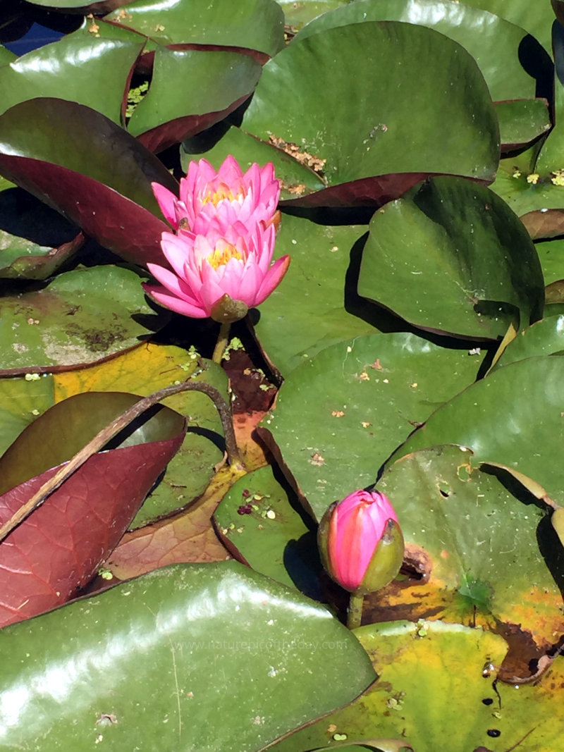 Lily Pad