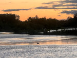 Swan in Minnesota