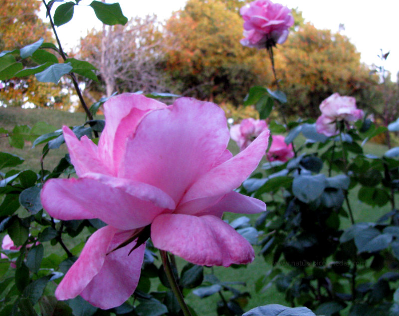Roses 