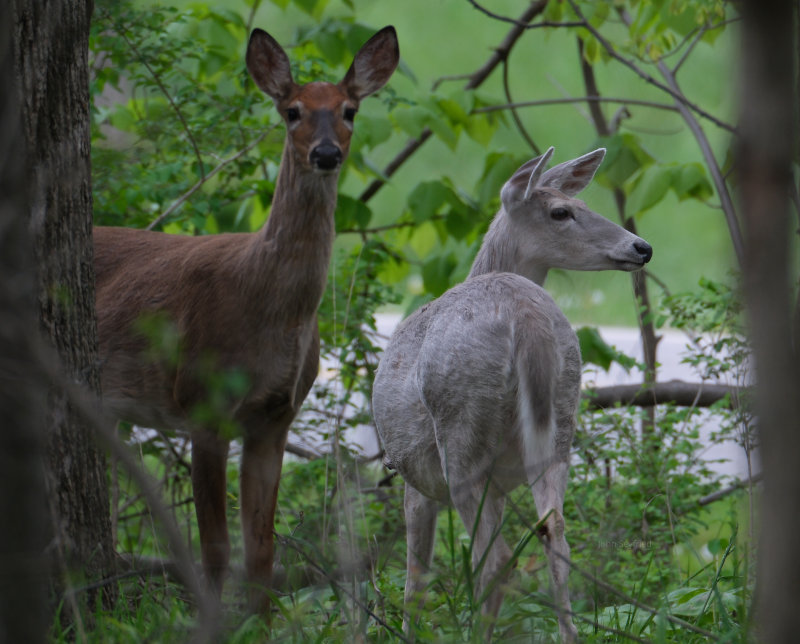 Doe