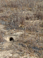 Rattle Snake in Idaho