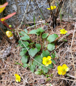 Sagebrush Buttercup in Oregon