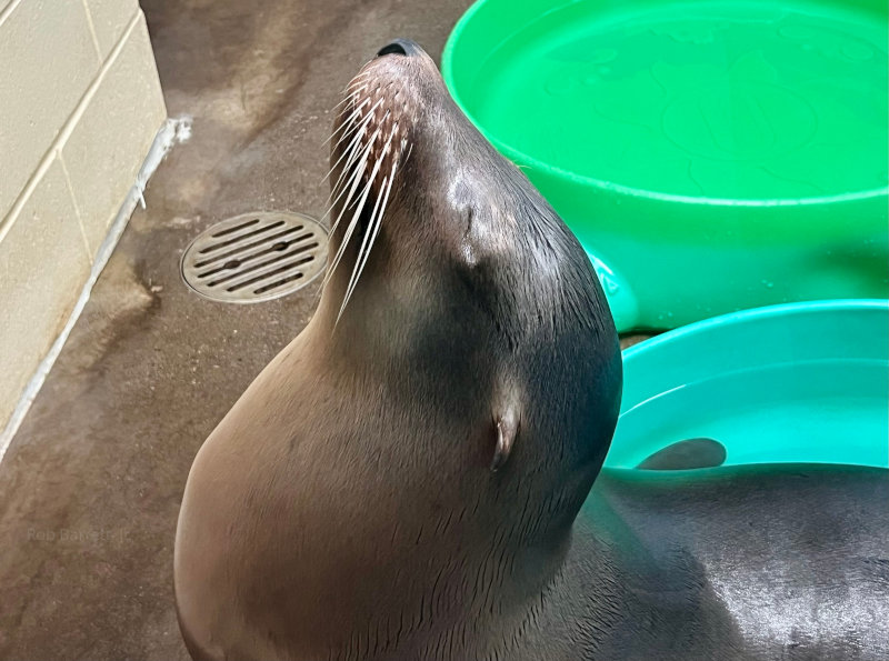 Seal in Minnesota Zoo