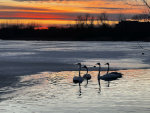 Sunset Swans