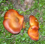 Fungus
