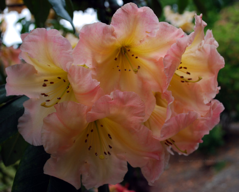 Flowers in Washington