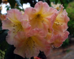 Flowers in Washington
