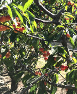Cherries in Washington